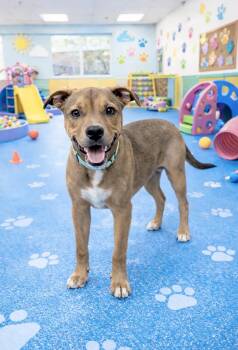 Hound and Boxer Dogs Available for Adoption - Jingle | PetCurious