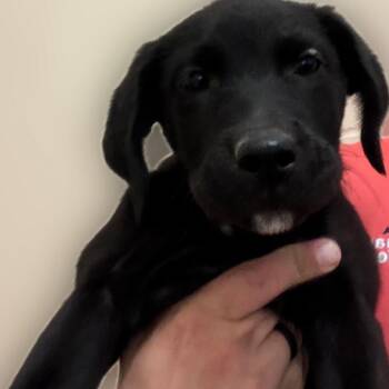 Dani Dennison -  Black Labrador Retriever and Mixed Breed Dog for Adoption in Reno, Nevada - Dani Dennison | PetCurious
