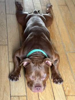 Froggy -  American Bulldog Dog for Adoption in Toronto, Ontario - Froggy | PetCurious