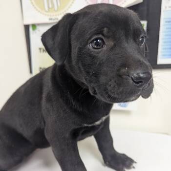 Rescue Labrador Retriever Dogs for Adoption in Parrish, Alabama - Haley | PetCurious