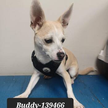 Beagle Dogs Available for Adoption in New Tazewell, Tennessee - Buddy | PetCurious