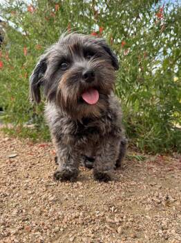 Luna -  Yorkshire Terrier and Schnauzer Dog for Adoption in Helotes, Texas - Luna | PetCurious