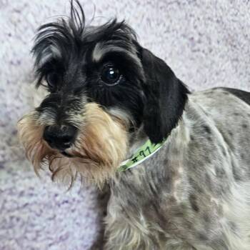 Arlie -  Miniature Schnauzer Dog for Adoption in Normal, Illinois - Arlie | PetCurious