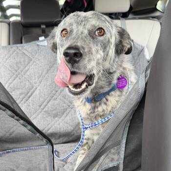 Fortune -  Australian Cattle Dog Blue Heeler Dog for Adoption in Marfa, Texas - Fortune | PetCurious