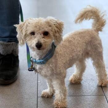 Rescue Miniature Poodle and Maltese Dogs for Adoption in Minneapolis, Minnesota - Elio | PetCurious