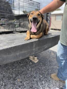 CELIA -  Carolina Dog Dog for Adoption in Opelousas, Louisiana - CELIA | PetCurious