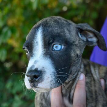 ALPHARETTA - Paprika "Papi" -  Mixed Breed Dog for Adoption in Blairsville, Georgia - ALPHARETTA - Paprika "Papi" | PetCurious