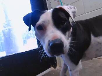 Pit Bull Terrier and Mixed Breed Dogs Available for Adoption in Tulsa, Oklahoma - LOTTY JANE | PetCurious