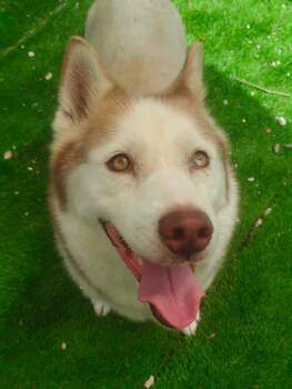 Afina -  Husky Dog for Adoption in New Smyrna Beach, Florida - Afina | PetCurious