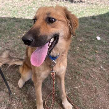 Eastwick -  Mixed Breed Dog for Adoption in Austin, Texas - Eastwick | PetCurious