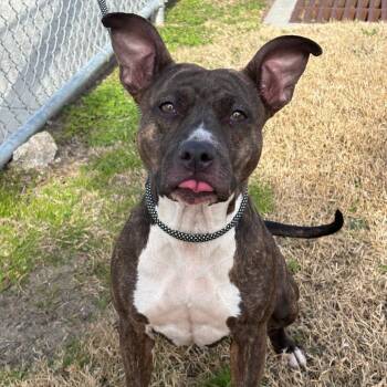 Torta -  Pit Bull Terrier and Mixed Breed Dog for Adoption in League City, Texas - Torta | PetCurious