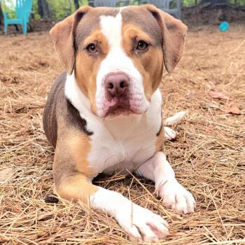 Mavis -  Labrador Retriever and Mixed Breed Dog for Adoption in Valley, Alabama - Mavis | PetCurious