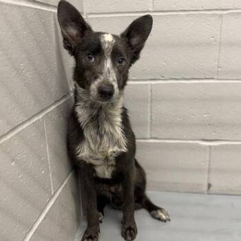 Spike -  Mixed Breed Dog for Adoption in Bentonville, Arkansas - Spike | PetCurious