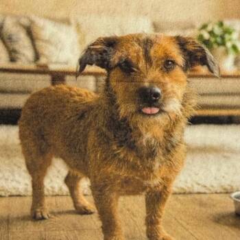 Rory -  Wirehaired Terrier Dog for Adoption in Newport, Tennessee - Rory | PetCurious
