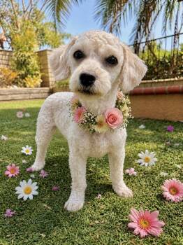 Butterscotch -  Miniature Poodle and Maltese Dog for Adoption in Newport Beach, California - Butterscotch | PetCurious