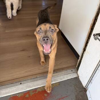 Heidi -  Shepherd Dog for Adoption in St. Louis, Missouri - Heidi | PetCurious