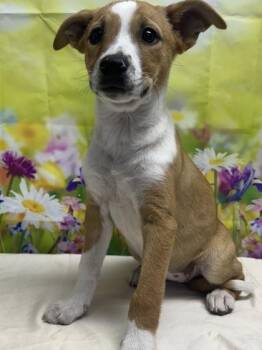 Terrier and Mixed Breed Dogs Available for Adoption in San Antonio, Texas - Cielo | PetCurious