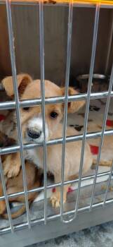 Mixed Breed Dogs Available for Adoption in Henderson, North Carolina - Chacha | PetCurious