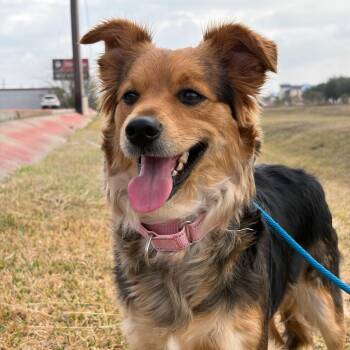 Australian Shepherd Dogs Available for Adoption - Sofia | PetCurious