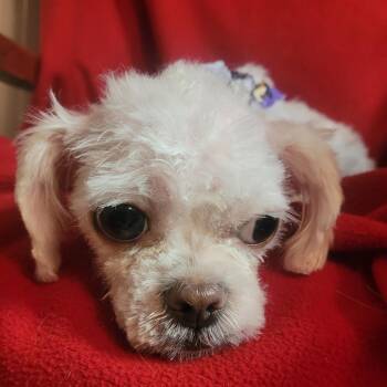 Louise -  Miniature Poodle Dog for Adoption in Santa Fe, Texas - Louise | PetCurious