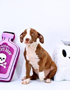 Shera -  Pit Bull Terrier and Fox Terrier Dog for Adoption in Morton Grove, Illinois - Shera | PetCurious