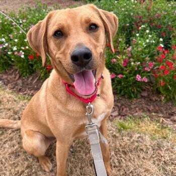 Rescue Labrador Retriever and Redbone Coonhound Dogs for Adoption in Cumming, Georgia - Lucky 21106 | PetCurious