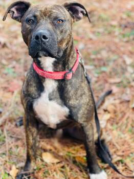 Boxer and Pit Bull Terrier Dogs Available for Adoption in Social Circle, Georgia - Gunner | PetCurious