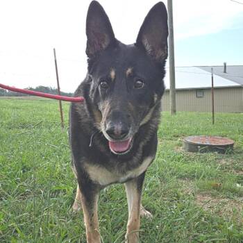 Skye -  German Shepherd Dog Dog for Adoption in Jefferson City, Tennessee - Skye | PetCurious