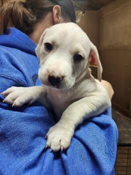 Dogo Argentino and Mixed Breed Dogs Available for Adoption - Freya | PetCurious