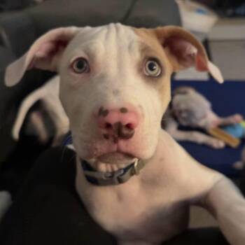Justin -  Pit Bull Terrier Dog for Adoption in Brainerd, Minnesota - Justin | PetCurious