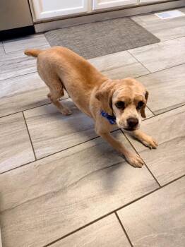 English Cocker Spaniel Dogs Available for Adoption - Max | PetCurious