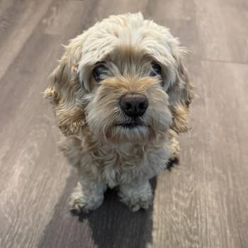 Cockapoo Dogs Available for Adoption - Harper | PetCurious