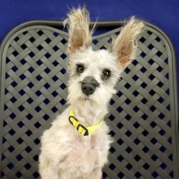 Yorkshire Terrier Dogs Available for Adoption - Snuffles | PetCurious