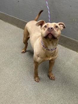 EXPRESSO -  Pit Bull Terrier Dog for Adoption in Las Vegas, Nevada - EXPRESSO | PetCurious