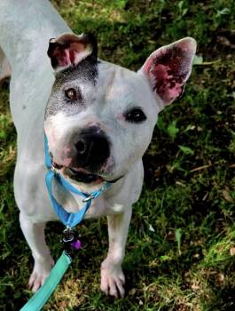 Oreo -  American Staffordshire Terrier Dog for Adoption in Austintown, Ohio - Oreo | PetCurious