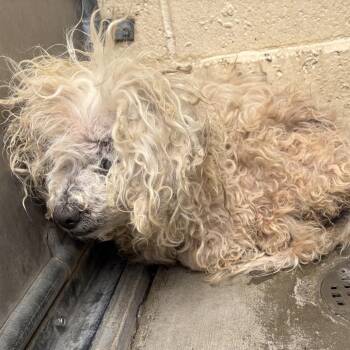 Poodle Dogs Available for Adoption in Pacific Grove, California - Doc Ricketts | PetCurious