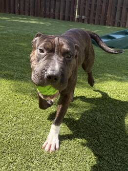 Bubbles -  Shar Pei Dog for Adoption in Cleveland, Ohio - Bubbles | PetCurious