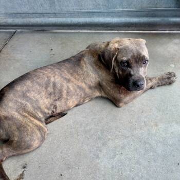 Rescue Terrier Dogs for Adoption in St. Louis, Missouri - Pawdolfo | PetCurious