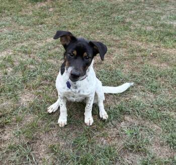 Dora -  Foxhound and Border Collie Dog for Adoption in Fort Lupton, Colorado - Dora | PetCurious