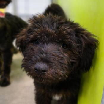 Terrier Dogs Available for Adoption in San Jacinto, California - Hermuttie Granger | PetCurious