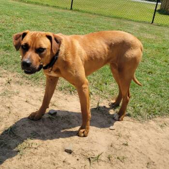 Black Mouth Cur and Mixed Breed Dogs Available for Adoption in Cabot, Arkansas - (Found) Delilah | PetCurious