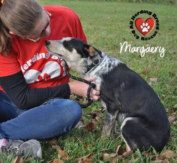 Rescue Australian Cattle Dog Blue Heeler Dogs for Adoption in Joliet, Illinois - Margeray | PetCurious