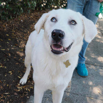 Rescue Great Pyrenees and Mixed Breed Dogs for Adoption in Richmond, California - KIWI | PetCurious