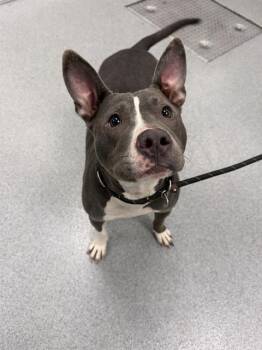 RUGER -  Pit Bull Terrier Dog for Adoption in Indianapolis, Indiana - RUGER | PetCurious