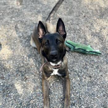 Rescue Belgian Shepherd Malinois Dogs for Adoption in Sonora, California - Valor | PetCurious