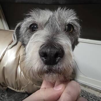 Schnauzer Dogs Available for Adoption - Pepper | PetCurious