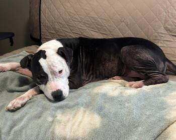 Pit Bull Terrier Dogs Available for Adoption in Germantown, Ohio - Jar Jar Binks | PetCurious