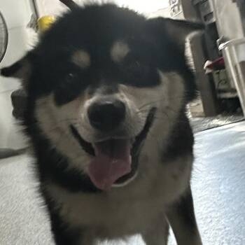 Hachika -  Shiba Inu and Husky Dog for Adoption in Allegan, Michigan - Hachika | PetCurious