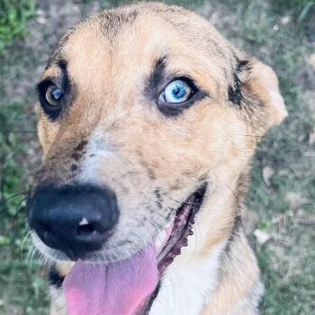 Rescue Mixed Breed and Labrador Retriever Dogs for Adoption in Houston, Texas - Teddy! Docile And Gentle! | PetCurious