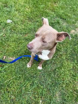 Labrador Retriever and Rhodesian Ridgeback Dogs Available for Adoption in Plano, Texas - Zachary  | PetCurious